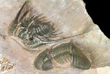 Kettneraspis Trilobite With Paralejurus - Lghaft, Morocco #165938-5